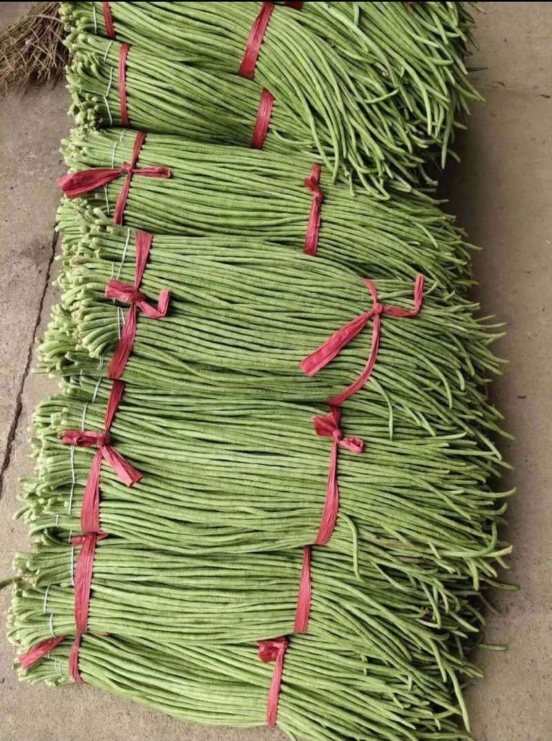 新乐长豆角大量上市，货源充足，保证质量，价格合理