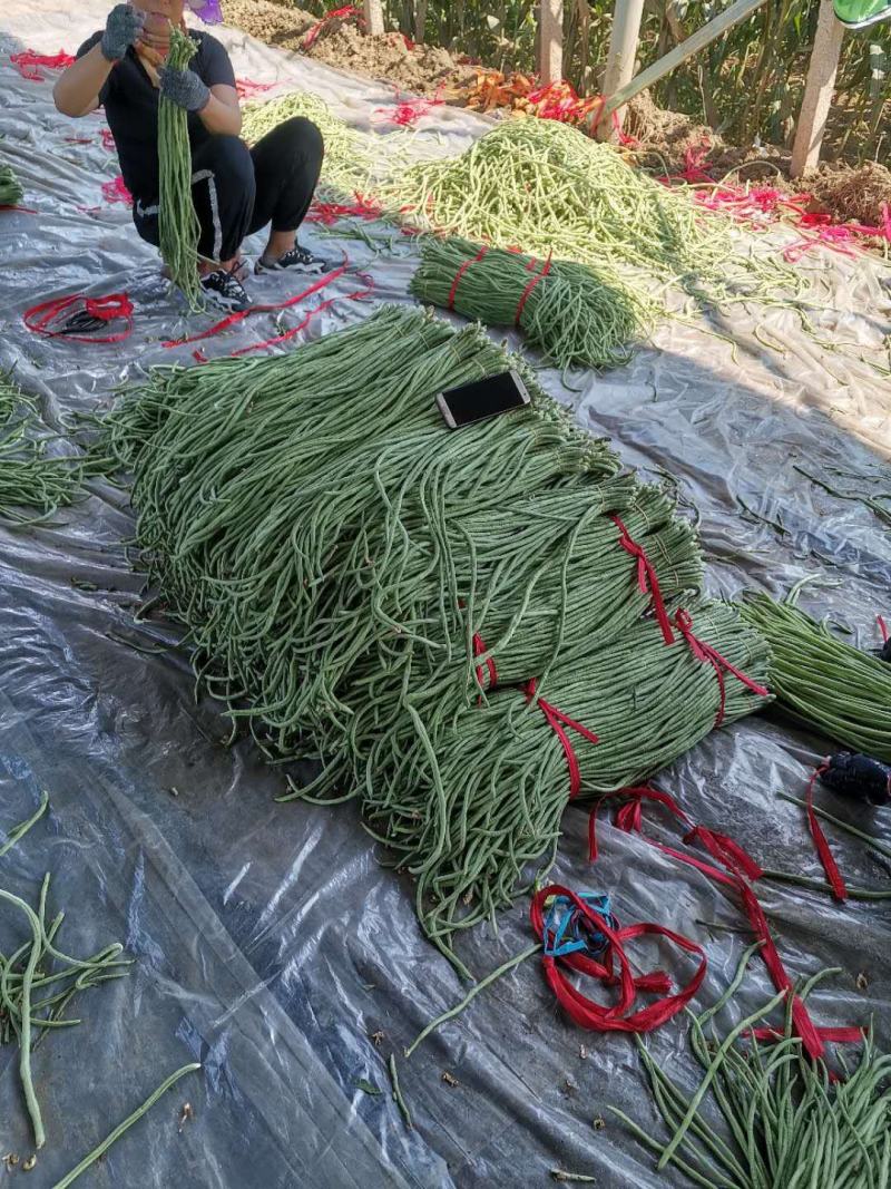 新乐长豆角大量上市，货源充足，保证质量，价格合理