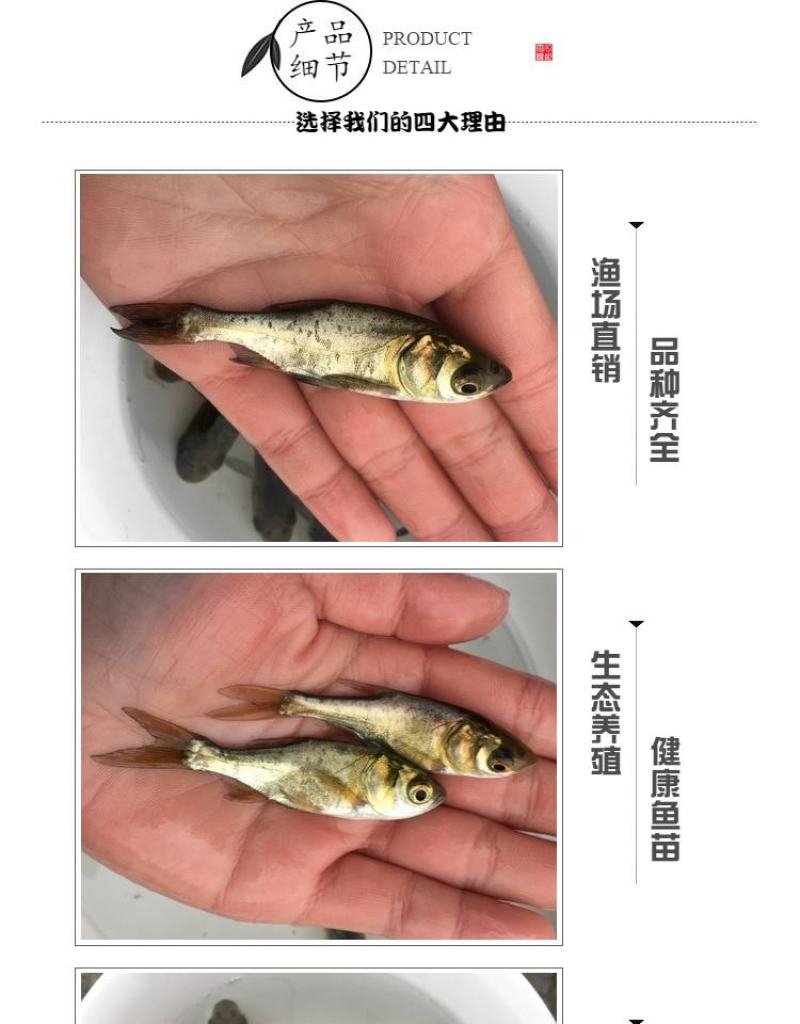 花鲢白鲢鲢鱼大头鱼鳙鱼鲢子鱼鱼场直供各类鱼苗