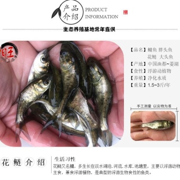 花鲢白鲢鲢鱼大头鱼鳙鱼鲢子鱼鱼场直供各类鱼苗