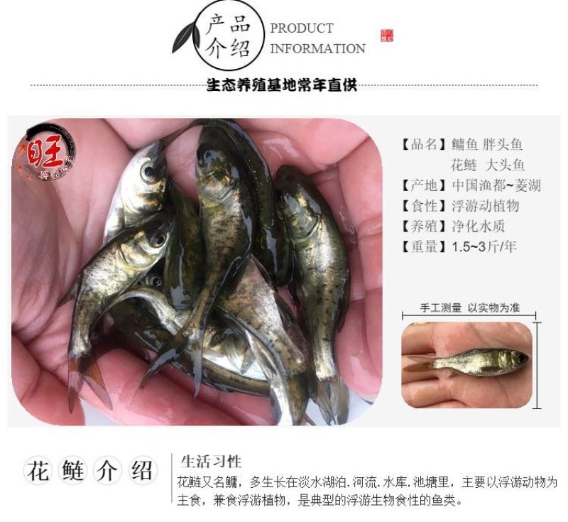 花鲢白鲢鲢鱼大头鱼鳙鱼鲢子鱼鱼场直供各类鱼苗