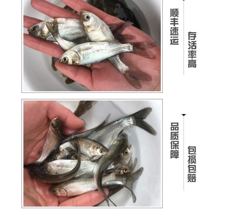 花鲢白鲢鲢鱼大头鱼鳙鱼鲢子鱼鱼场直供各类鱼苗