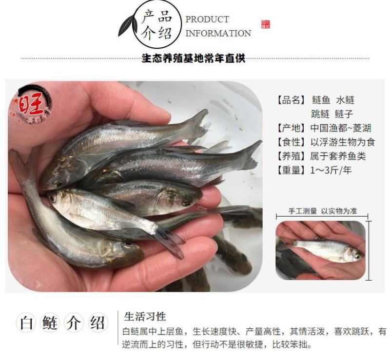 花鲢白鲢鲢鱼大头鱼鳙鱼鲢子鱼鱼场直供各类鱼苗