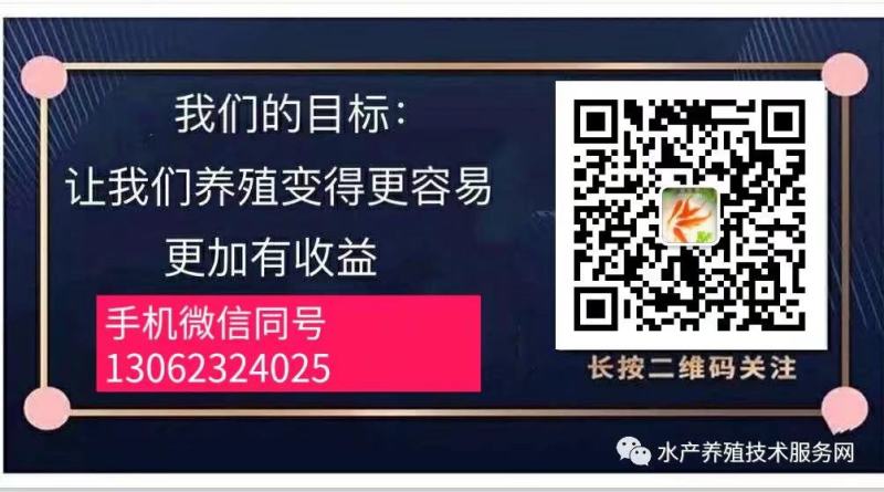 花鲢白鲢鲢鱼大头鱼鳙鱼鲢子鱼鱼场直供各类鱼苗