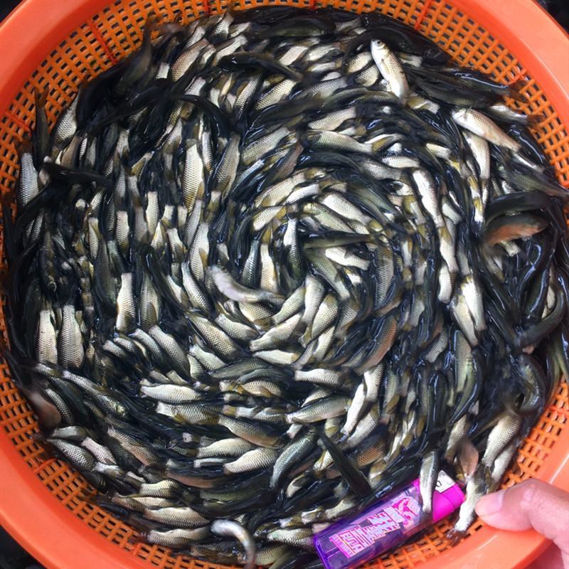 花鲢白鲢鲢鱼大头鱼鳙鱼鲢子鱼鱼场直供各类鱼苗