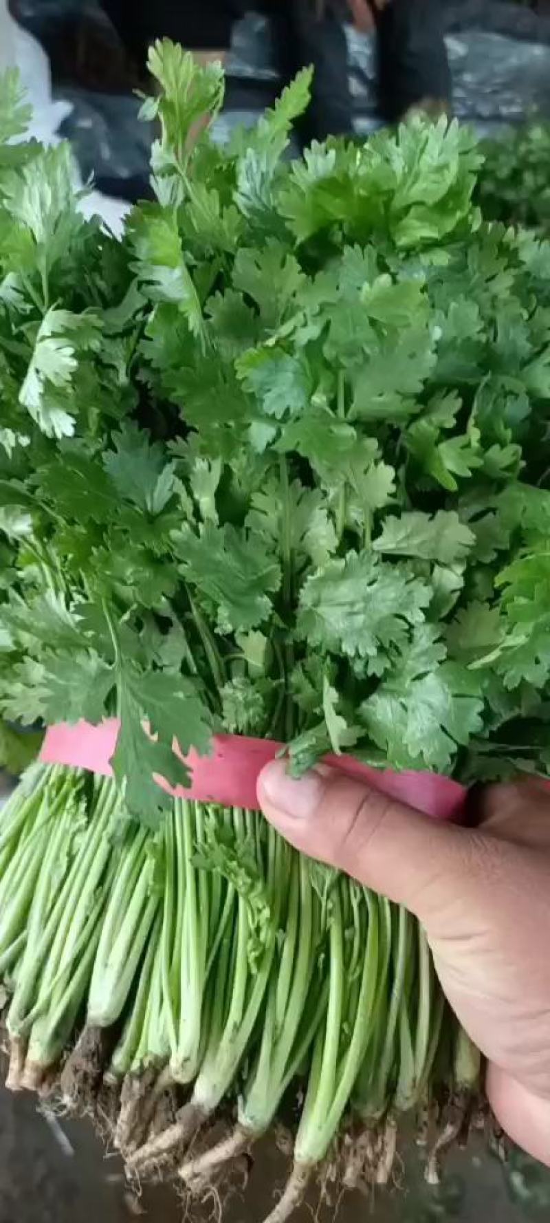 辽宁省锦州市凌海市大叶香菜