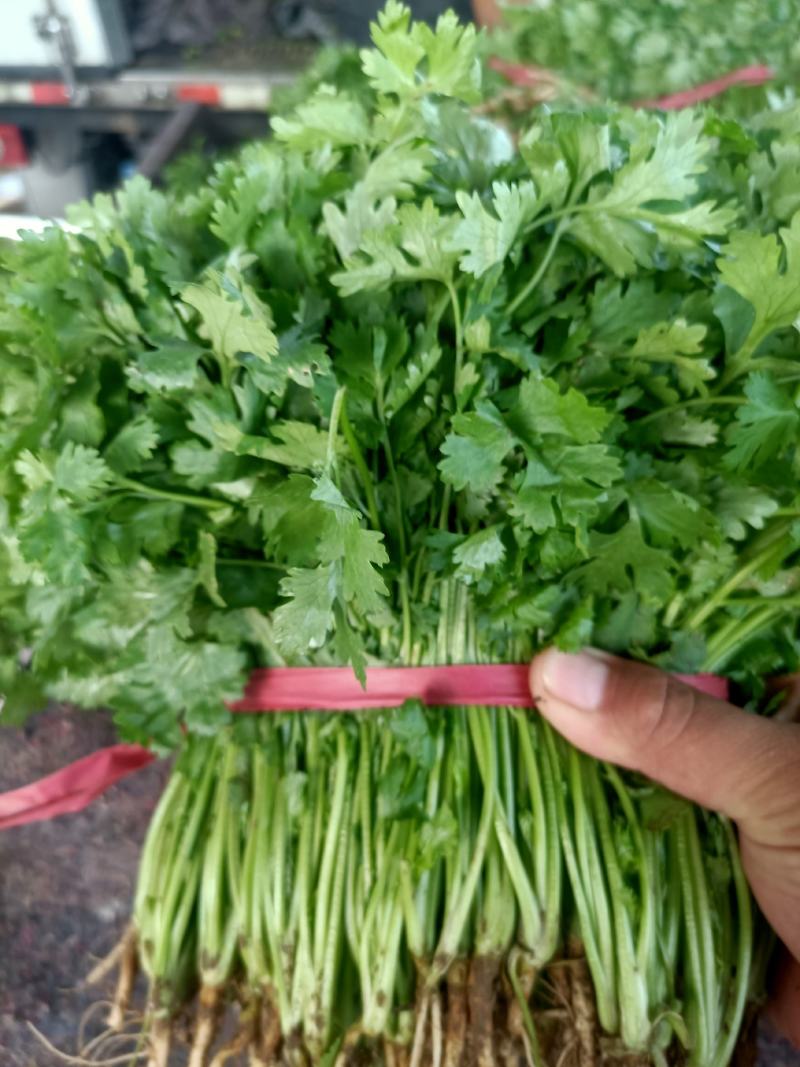 辽宁省锦州市凌海市大叶香菜