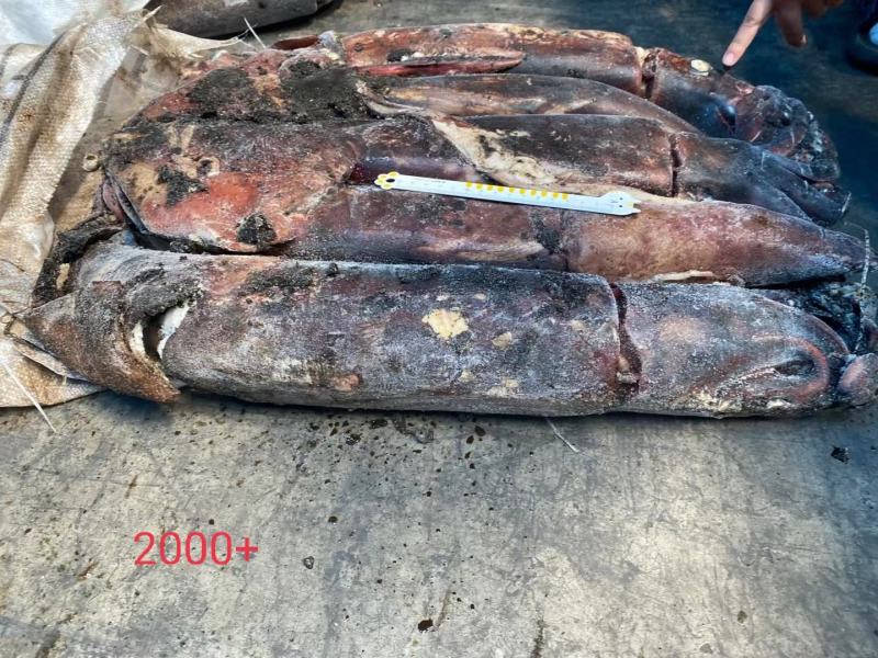 秘鲁鱿鱼质量超级好船上直接冻的25斤板就为了走市场懂的来