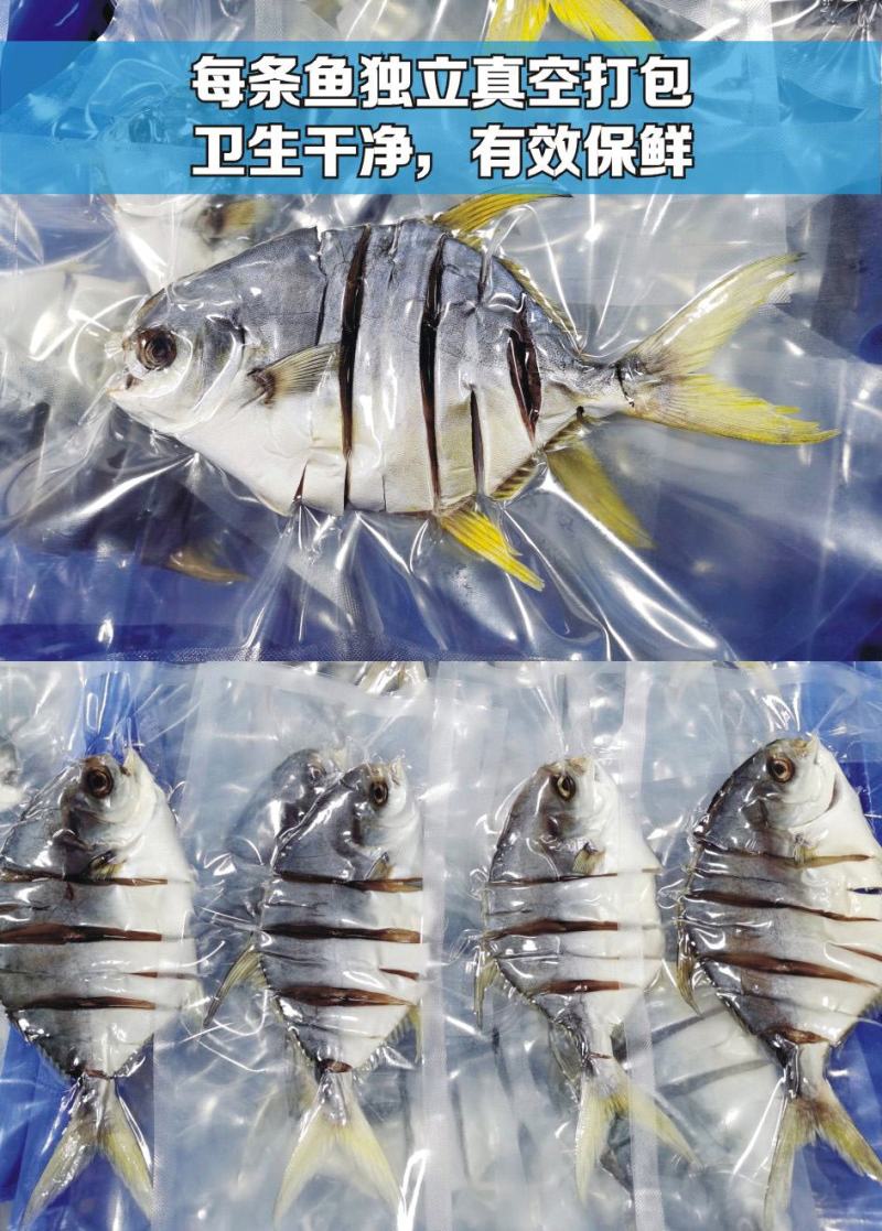 深海金鲳鱼干阳江一夜埕半干金鲳鱼专注金鲳鱼干特产