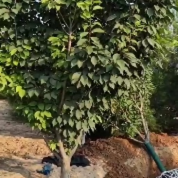 山西苗圃大量供应樱花，8到15公分。苗圃直发。质量如图