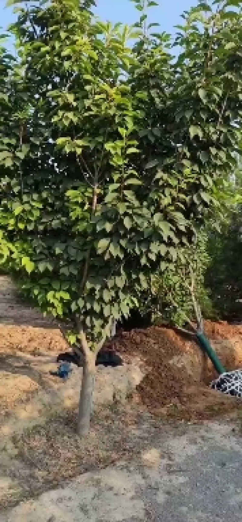 山西苗圃大量供应樱花，8到15公分。苗圃直发。质量如图