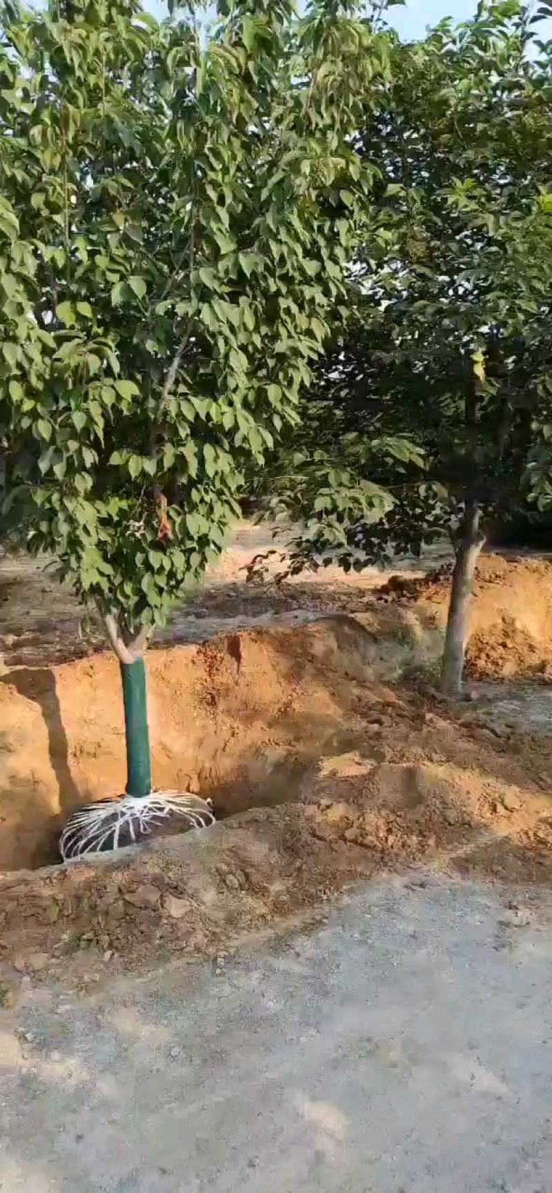 山西苗圃大量供应樱花，8到15公分。苗圃直发。质量如图