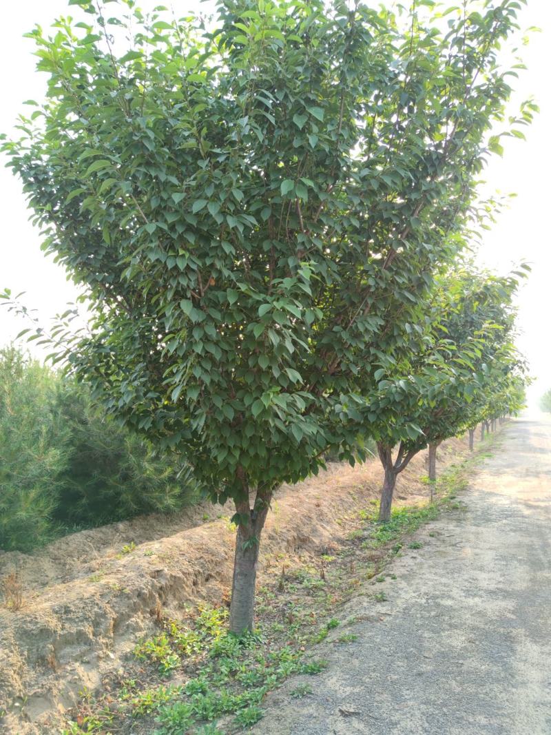 山西苗圃大量供应樱花，8到15公分。苗圃直发。质量如图