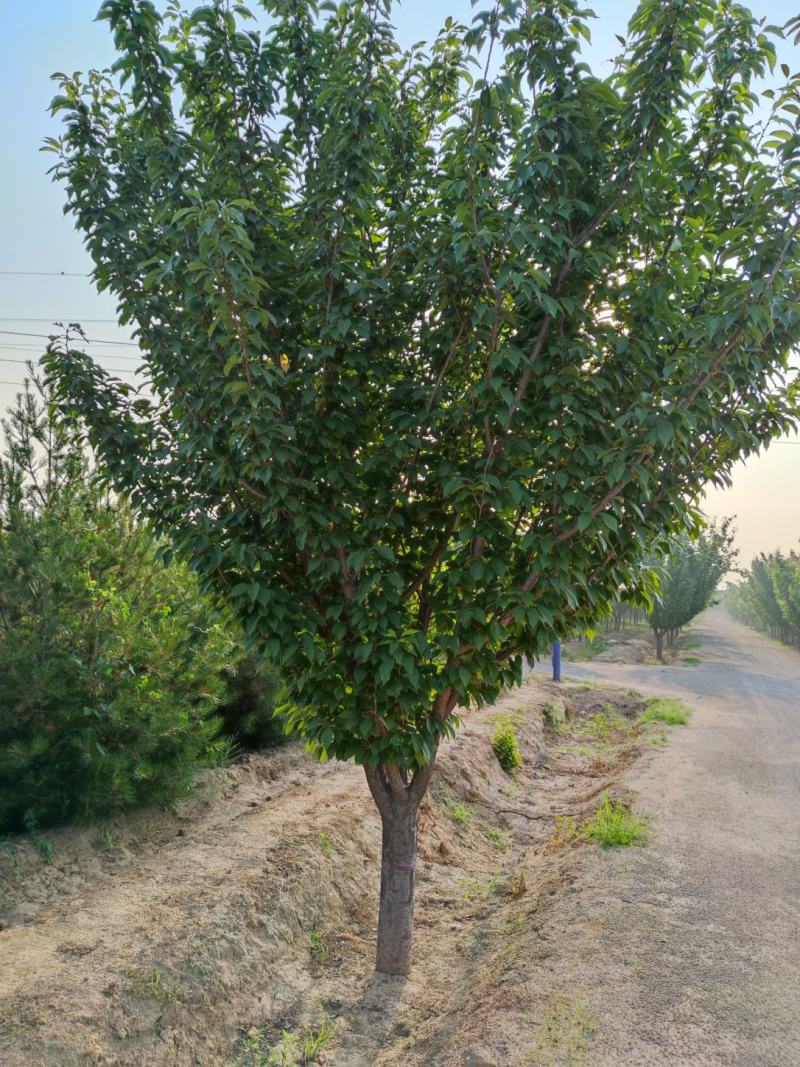 山西苗圃大量供应樱花，8到15公分。苗圃直发。质量如图