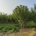 山西苗圃大量供应樱花，8到15公分。苗圃直发。质量如图