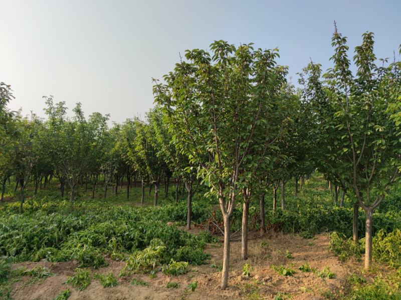 山西苗圃大量供应樱花，8到15公分。苗圃直发。质量如图