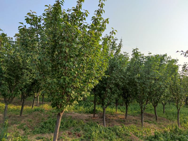 山西苗圃大量供应樱花，8到15公分。苗圃直发。质量如图