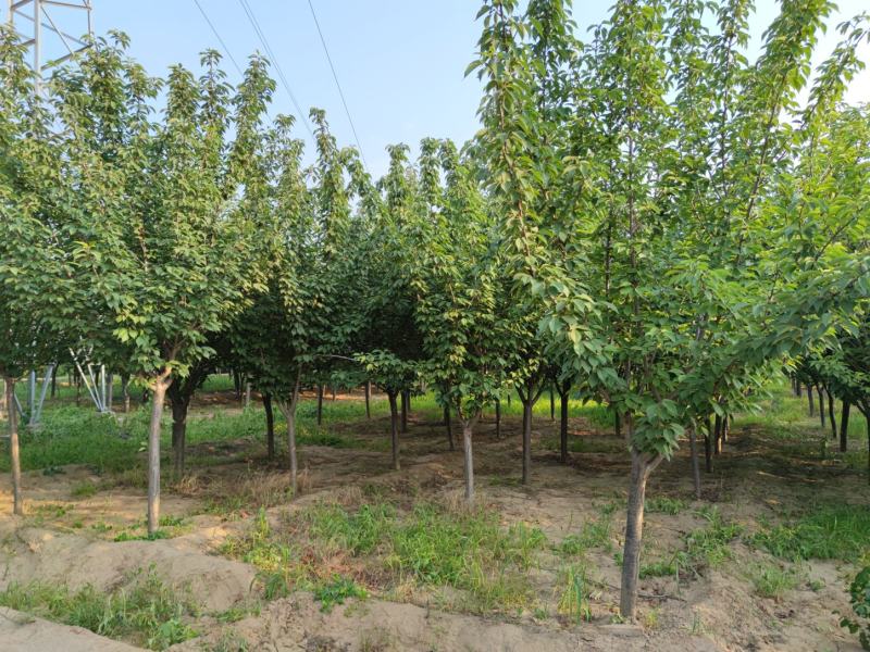 山西苗圃大量供应樱花，8到15公分。苗圃直发。质量如图