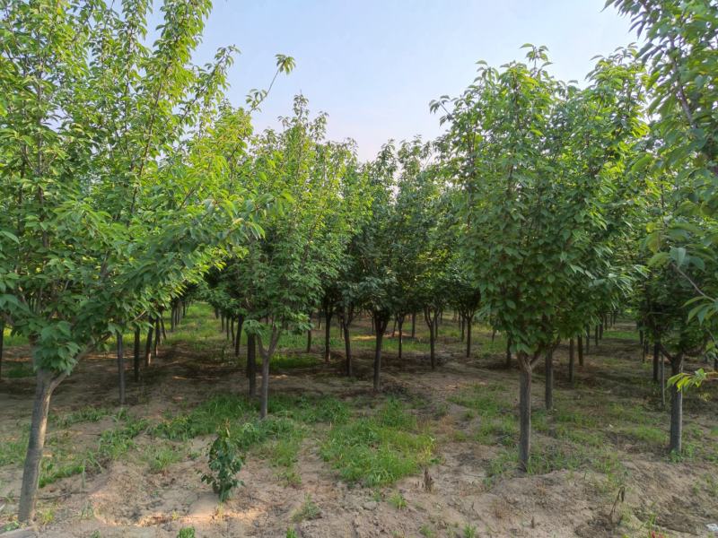 山西苗圃大量供应樱花，8到15公分。苗圃直发。质量如图