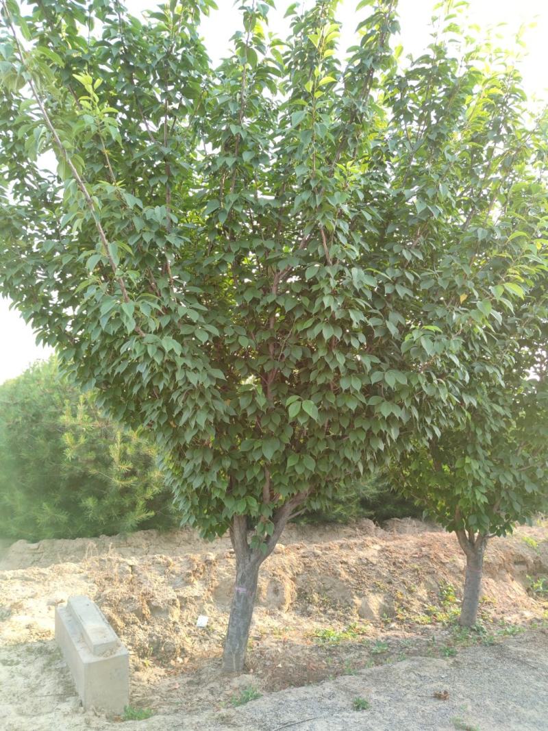 山西苗圃大量供应樱花，8到15公分。苗圃直发。质量如图