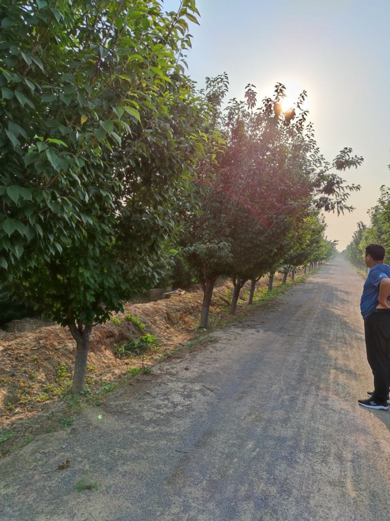 山西苗圃大量供应樱花，8到15公分。苗圃直发。质量如图