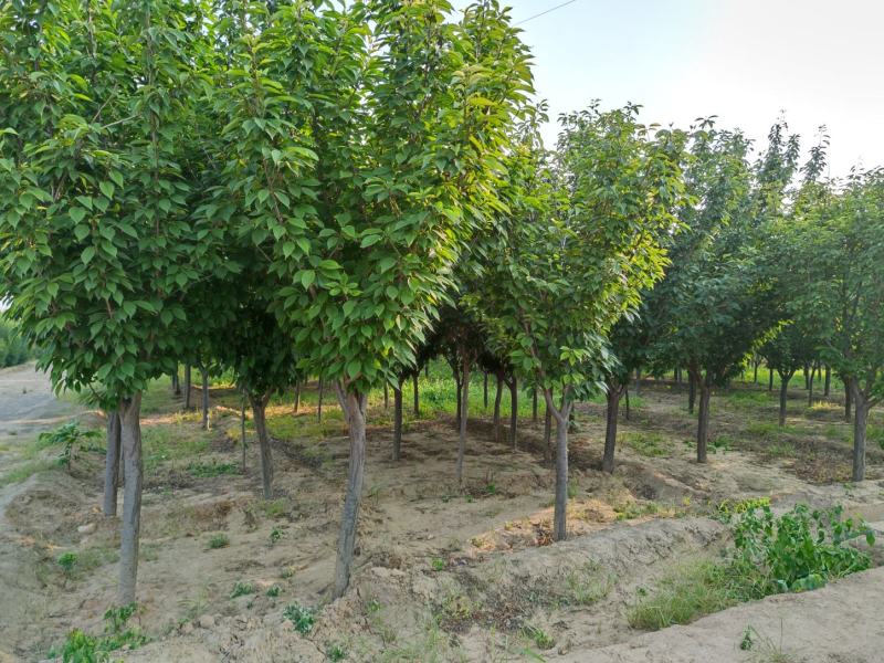山西苗圃大量供应樱花，8到15公分。苗圃直发。质量如图