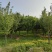山西苗圃大量供应樱花，8到15公分。苗圃直发。质量如图