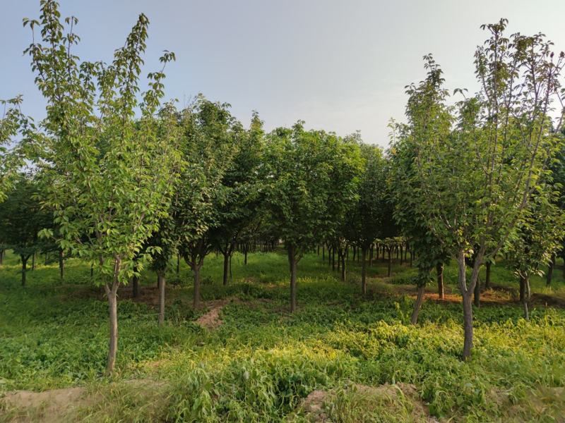 山西苗圃大量供应樱花，8到15公分。苗圃直发。质量如图