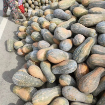 湖北金韩蜜本南瓜大量有货个头大条形好口感好，全黄产地直销