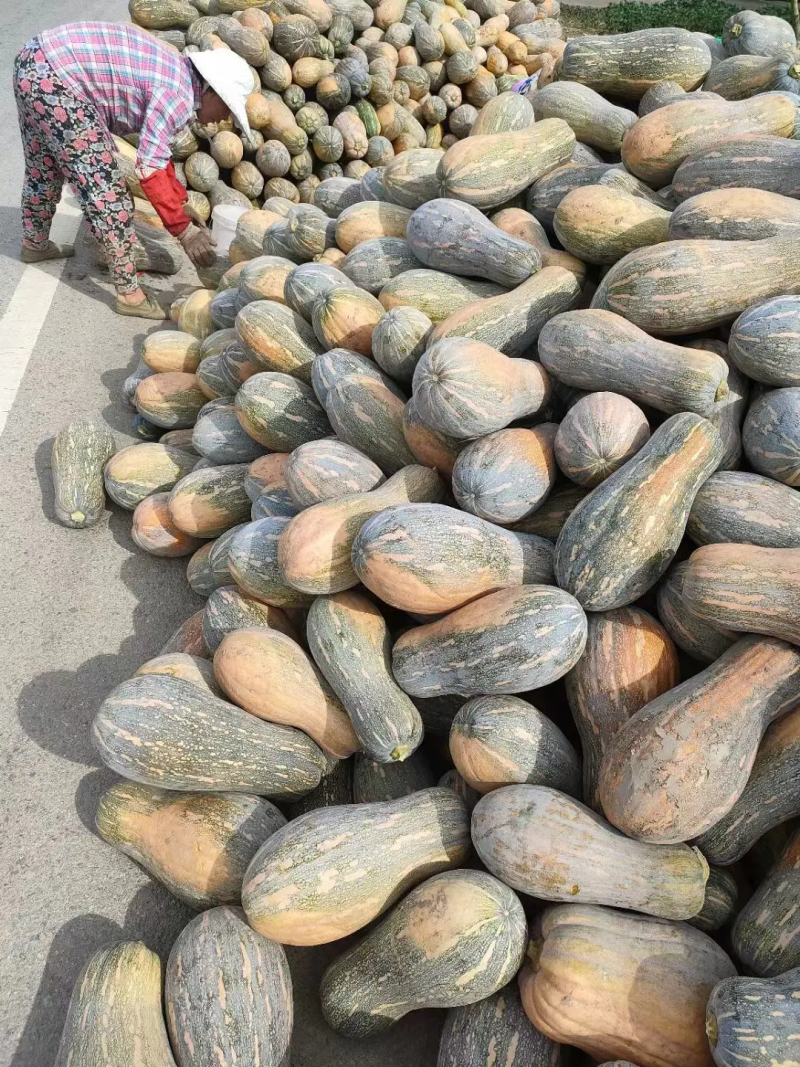 湖北金韩蜜本南瓜大量有货个头大条形好口感好，全黄产地直销