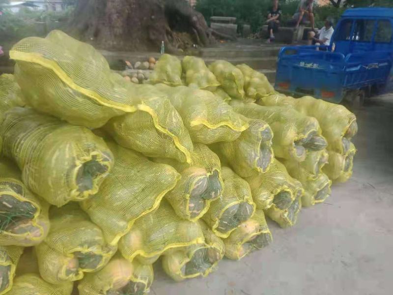 湖北天门南瓜优质香芋南瓜，基地直供代发全国，诚信报价