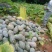 湖北天门南瓜优质香芋南瓜，基地直供代发全国，诚信报价