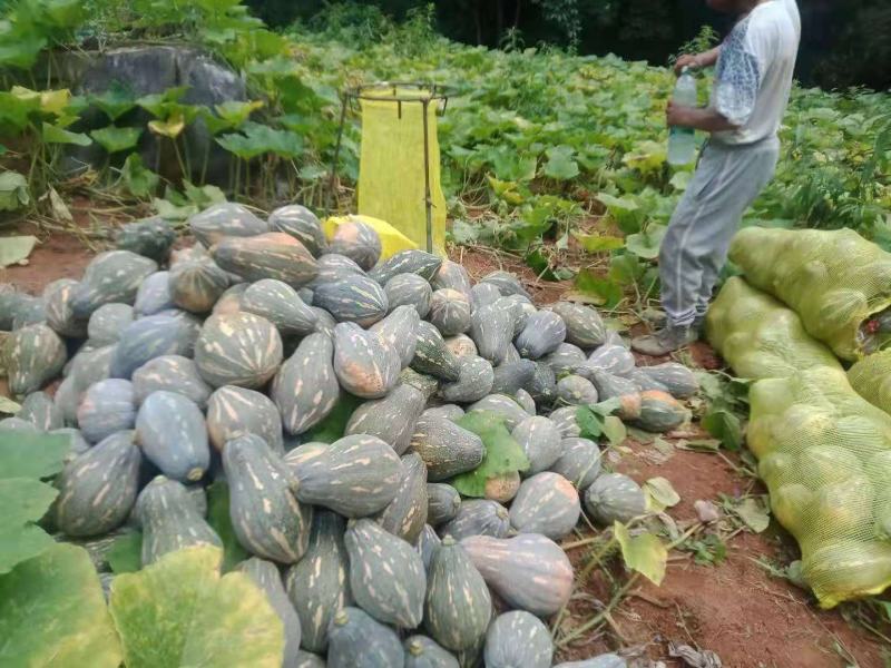湖北天门南瓜优质香芋南瓜，基地直供代发全国，诚信报价