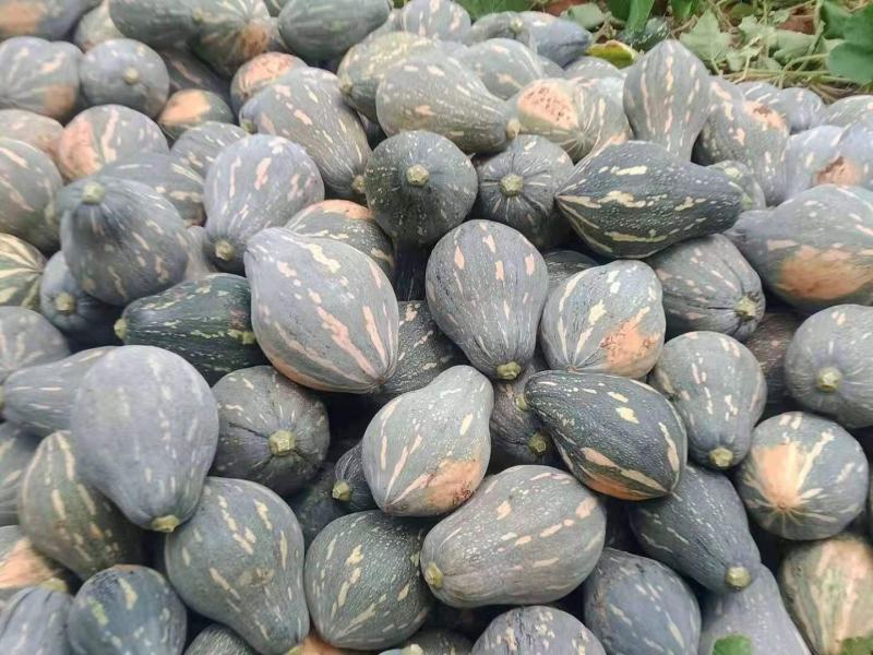 湖北天门南瓜优质香芋南瓜，基地直供代发全国，诚信报价