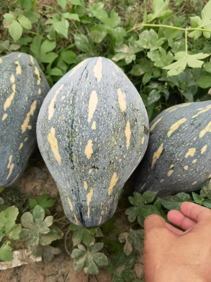 湖北天门南瓜优质香芋南瓜，基地直供代发全国，诚信报价