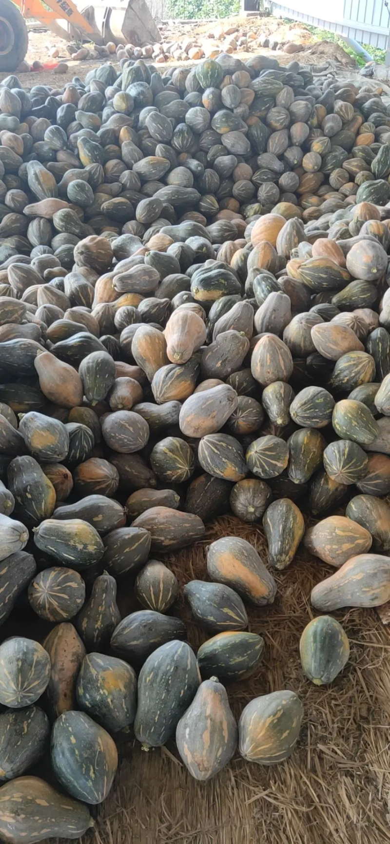湖北天门南瓜优质香芋南瓜，基地直供代发全国，诚信报价