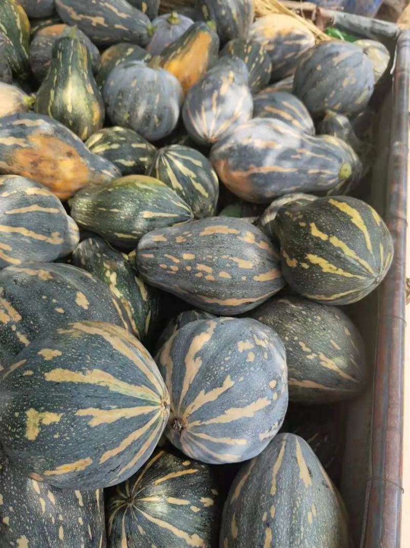 湖北天门南瓜优质香芋南瓜，基地直供代发全国，诚信报价