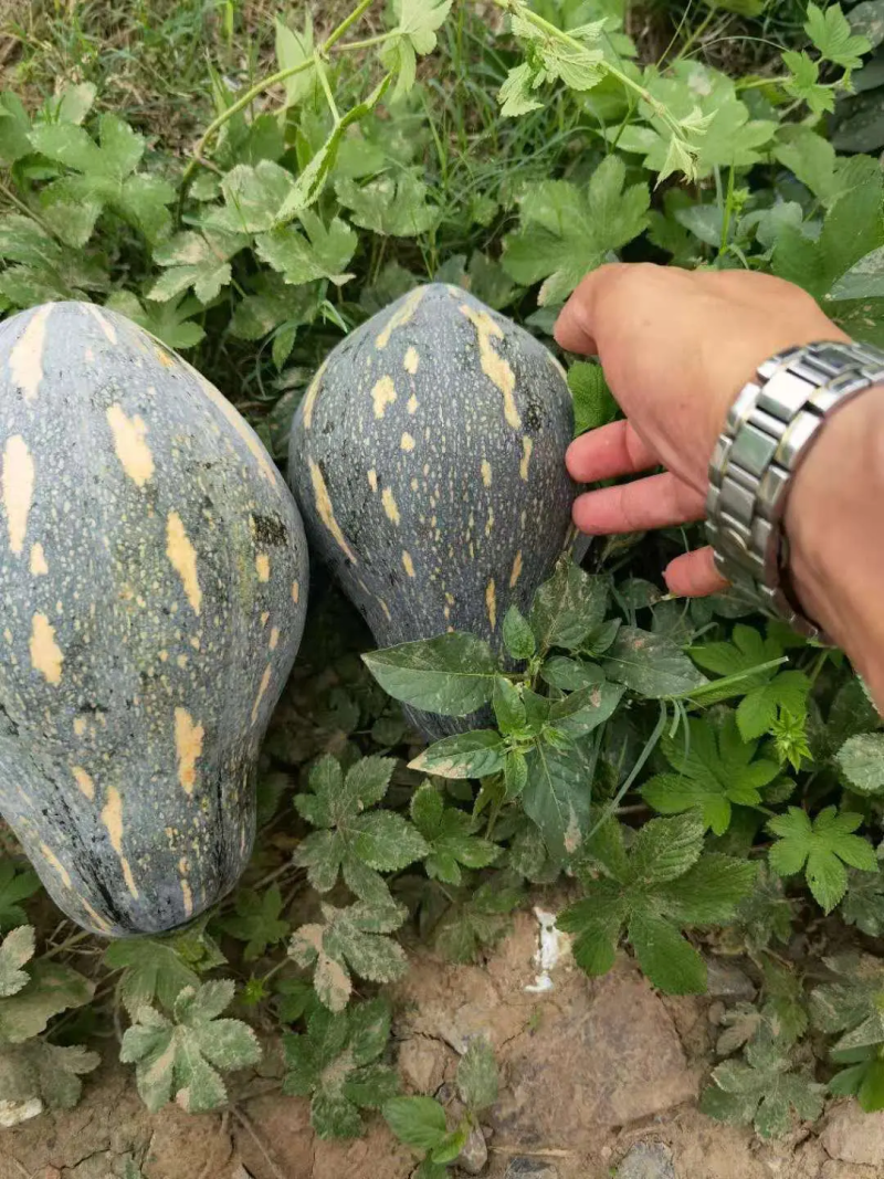 湖北天门南瓜优质香芋南瓜，基地直供代发全国，诚信报价