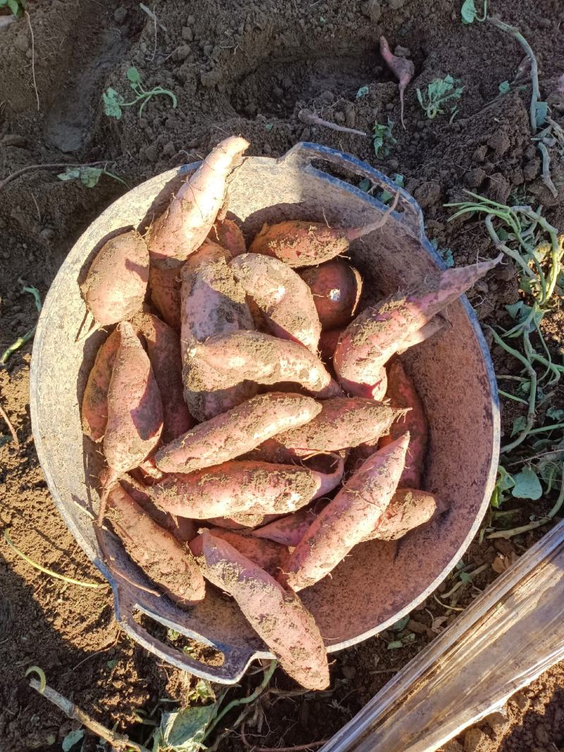 大量出售龙薯九，薯形好，欢迎客户选购，基地直发，皮毛亮，