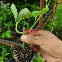 （基地直供）百香果苗-紫红果台农一号，营养土培育根系发达