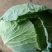 甘蓝墨玉50甘蓝大量有货，品质优，无黑斑