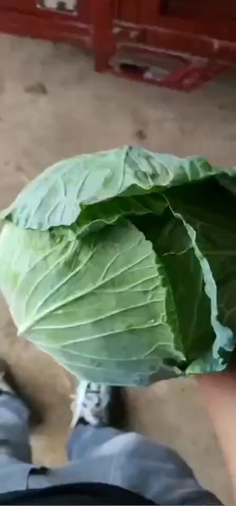 甘蓝墨玉50甘蓝大量有货，品质优，无黑斑