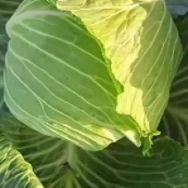 甘蓝墨玉50甘蓝大量有货，品质优，无黑斑