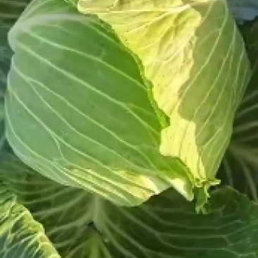 甘蓝墨玉50甘蓝大量有货，品质优，无黑斑