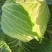 甘蓝墨玉50甘蓝大量有货，品质优，无黑斑