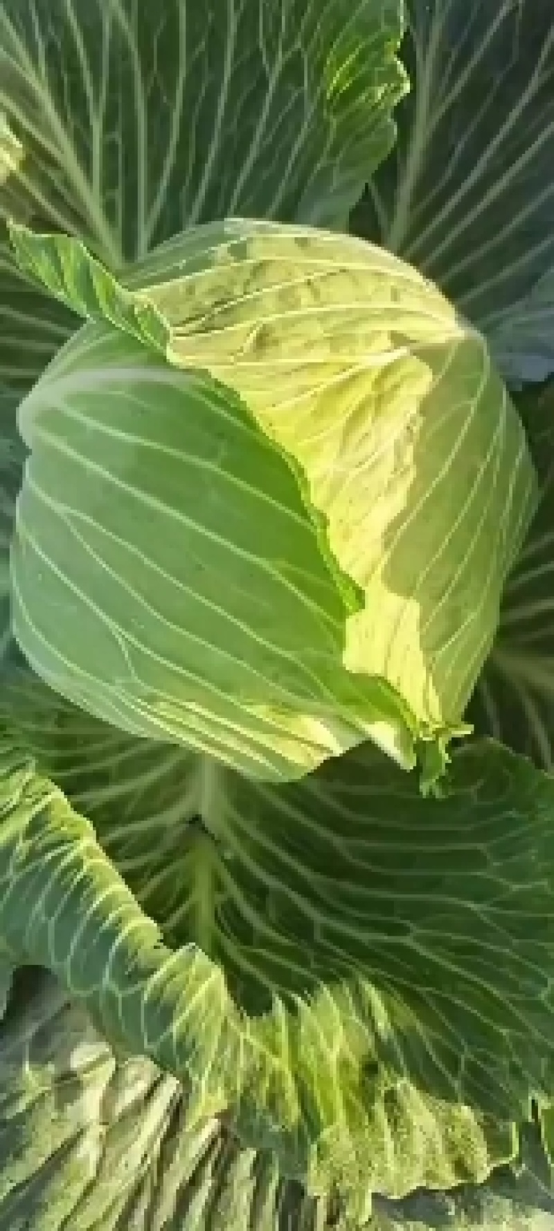甘蓝墨玉50甘蓝大量有货，品质优，无黑斑
