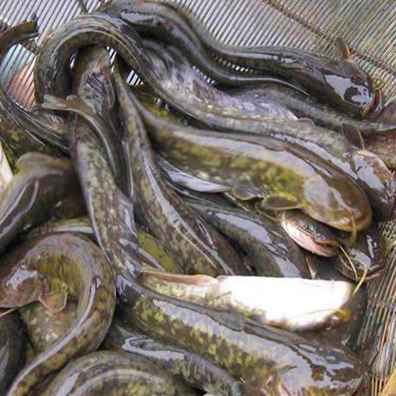 广东胡子鲶鱼苗又称塘角鱼苗提供技术支持自产自销