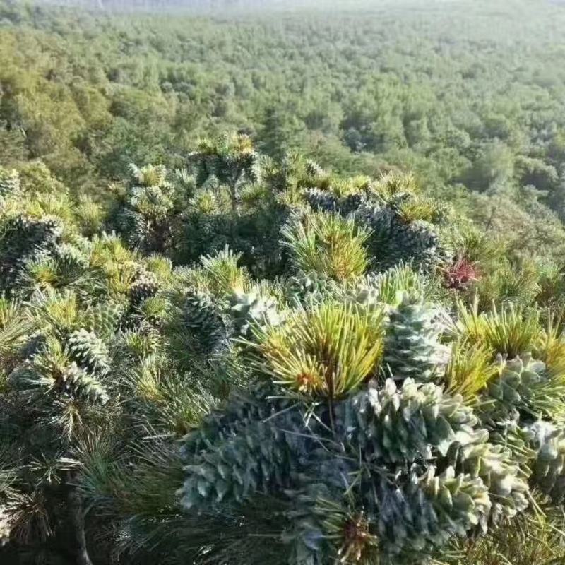 小兴安岭伊春红松子500g产地直销