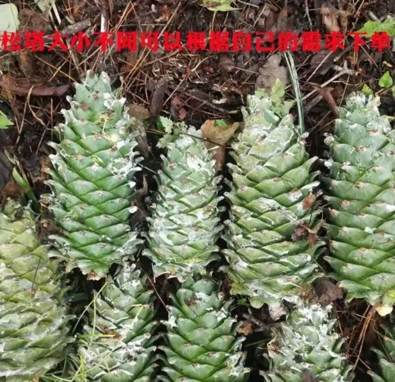 小兴安岭伊春红松子500g产地直销