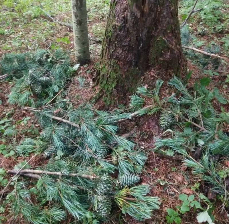 小兴安岭伊春红松子500g产地直销